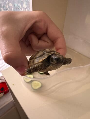 продажа животных в азербайджане: Kiçik quru tısbağası - Növdən asılı olaraq evdə saxlanıla bilən quru — 3