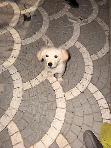 afcarka balalari satilir: Retriever, 3 ay, Erkek, Peyvəndli, Ödənişli çatdırılma — 3