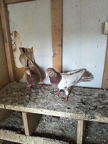 cins qoyunlar satilir: Cürbəcür rənglərdə ev göyərçinləri dəsti. Xüsusiyyətlər: - Rənglər — 5