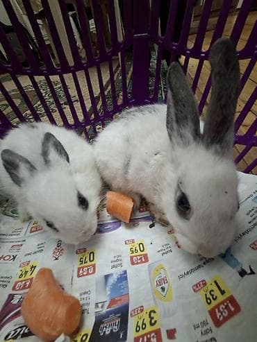 Ağ-qara naxışlı balaca dovşanlar - Növ: Ev dovşanı (uzaqqulaqlı) -