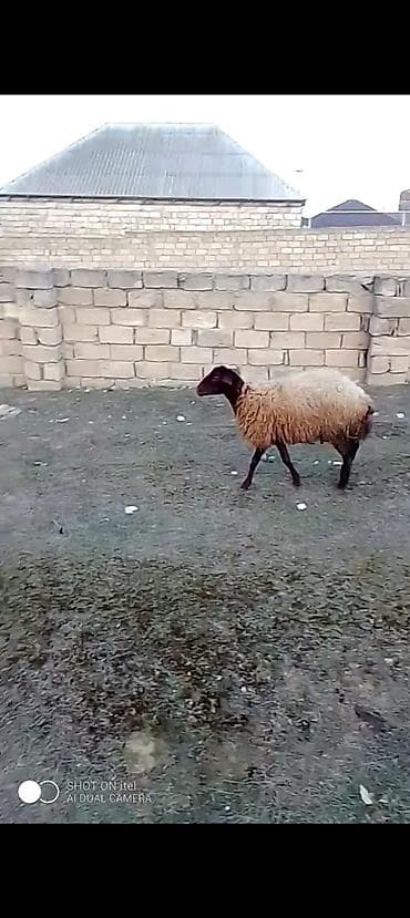 Balıqlar: Satılır 1 qarın doğub balasını 2 ay olar satmışam boğaz olub — 2