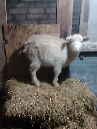 cin bildircin: Salam cuzi endirim olar hovsan qesebesi dedi 6 aylik dir sudlu ananın — 3