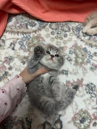 pisik pulsuz: Erkək, Dişi, Yaxşı əllərə, Ünvandan götürmə, Pulsuz çatdırılma, Ödənişli çatdırılma — 4