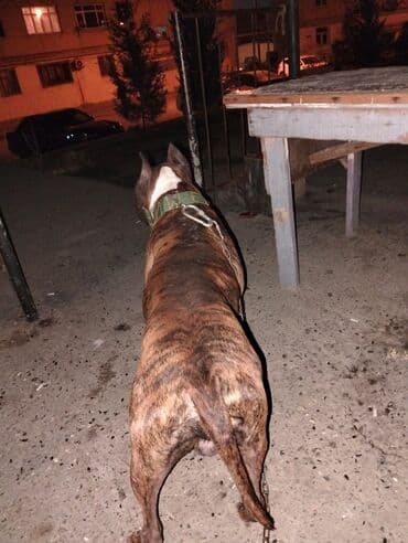 qafqaz coban iti qiymeti: Senedleri var 3 yasi var tapanca Kimii doyusur tecili satilir barterde — 3