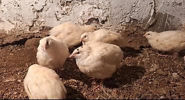 1 ayliq texas bildirçin ləri satilir. 1 aya kimi yumurtaya düşəcəklər