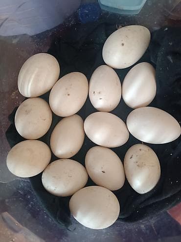 Krasnadar sort) ördək yumurtaları - Növlər: Barbar (Muscovy) ördək. -