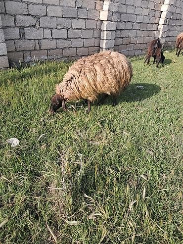 bərdə mal bazarı: Qala qoyunu kok cavan heyvandi — 3