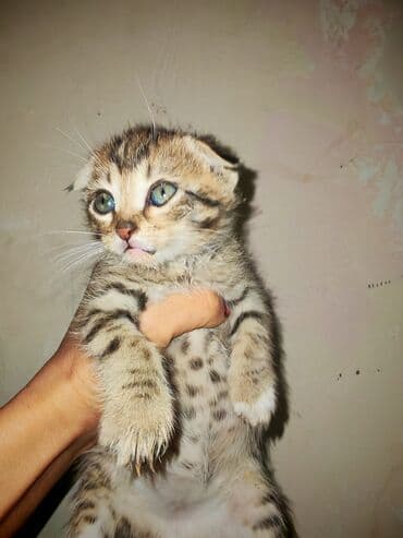 malta balonka: Yaxşı əllərə — 4