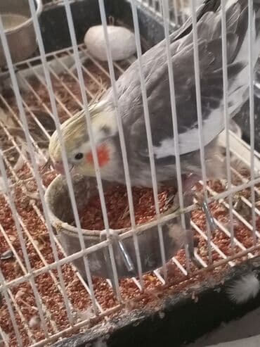 ayliq 10 azn internet: Nimfa tutuquşu (Cockatiel) – boz-ağ rəngli, sarı baş tükləri və — 2