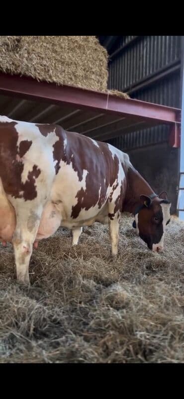 Inəklər, öküzlər: Süd istiqamətli inək – al-qəhvəyi və ağ ləkəli rəngdə, iri və — 4