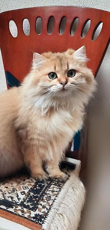 Şinşilla, Erkək, Cütləşmə üçün