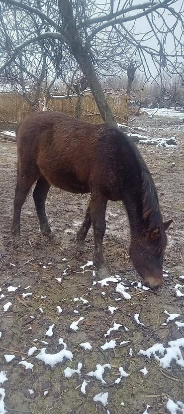 Другие с/х животные: Самец, лет: 1 — 2