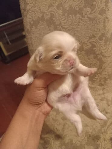 itlər pekines: Пекинес, 1 месяц, Самец, Бесплатная доставка — 3