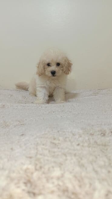 пудель в добрые руки: Пудель, 2 месяца, С прививками — 2