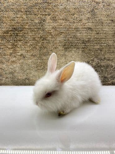 Akvariumlar: Mini dekorativ dovşan balası - Rəng: tam ağ tüklü, qırmızı gözlü — 4