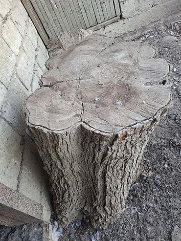 isti: Təbii ağac kötüyü – iri ölçülü Tut ağacı - Material: təbii bərk ağac — 2