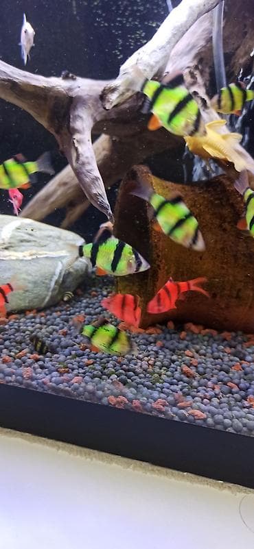 balıq qurdu: Sülhsevər — 4