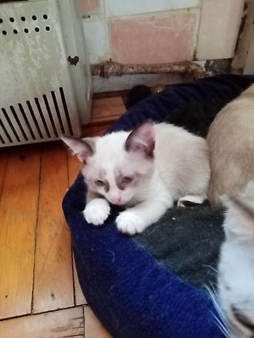 Siam, Dişi lalafo.az -da Siam, Dişi