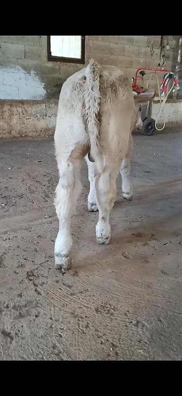 at satisi: Satılır: Açıq krem-ağ rəngli dana (erkək). Xüsusiyyətlər: - Güclü — 3