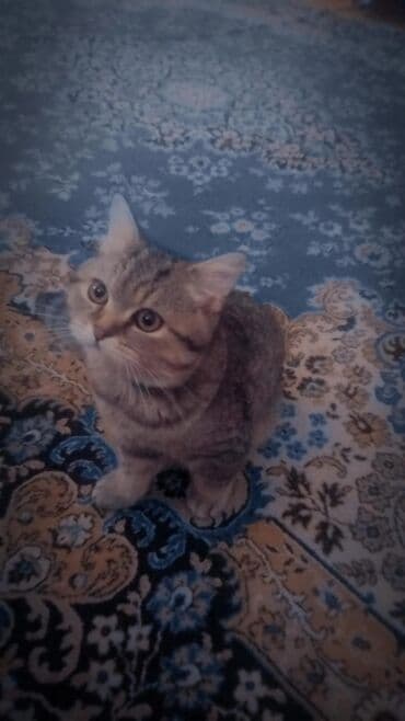 pulsuz pisikler: Şotland, Erkək, Yaxşı əllərə, Ünvandan götürmə, Pulsuz çatdırılma, Ödənişli çatdırılma — 1