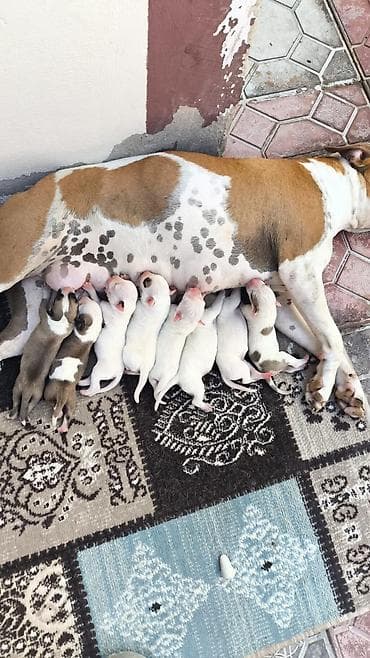 İtlər: Pitbul, 1 ay, Peyvəndli — 6