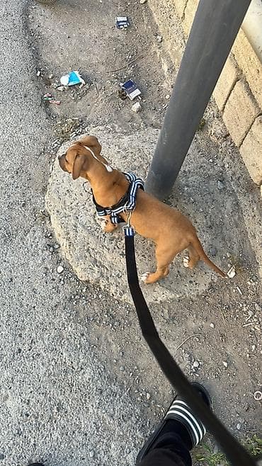 pitbull balaları: Pitbul, 2 ay, Erkek, Ödənişli çatdırılma — 2