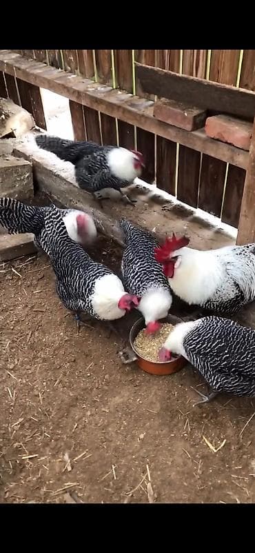 iri buynuzlu mal: Toyuq, Yumurtalıq — 2