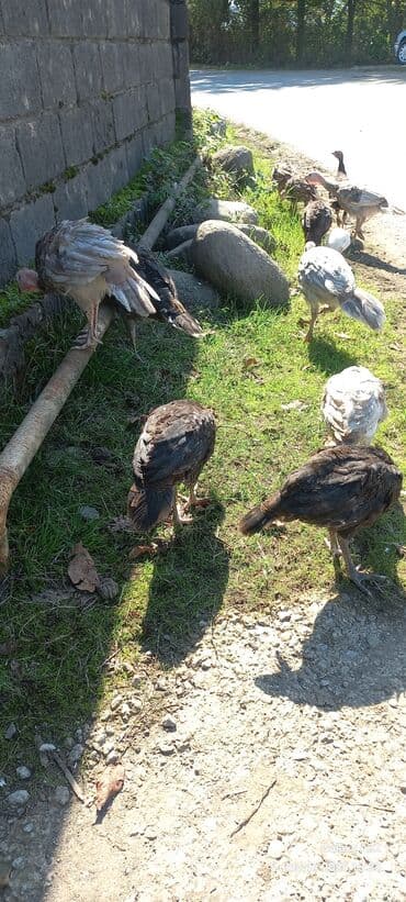 ingilis setter it cinsinin digər adı: Erkək, Damazlıq — 9