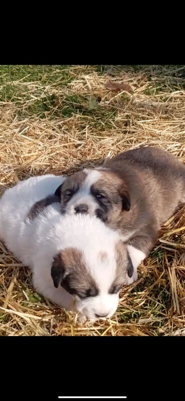 azerbaycan it adlari erkek: Alabai-Balaca it balaları – qarışıq ağ-qəhvəyi rəng palitrası — 1