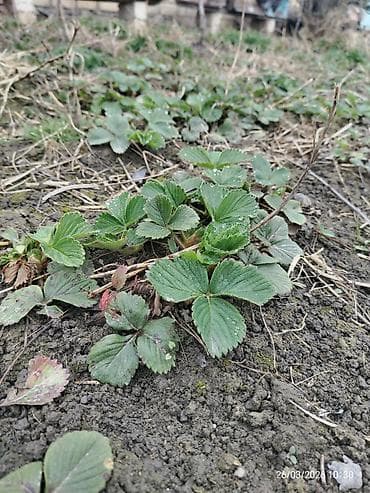 Ciyelek stilleri satilir. Murona, albino sortlaridi qarisiqdi. 0.20