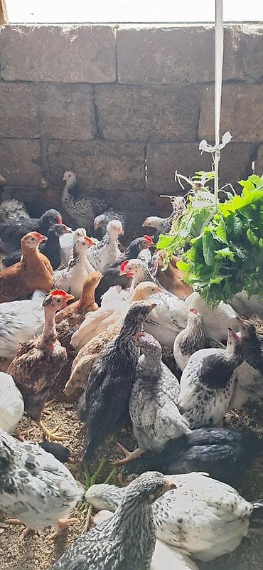 Cücələr: Toyuq cücələri, Damazlıq — 2