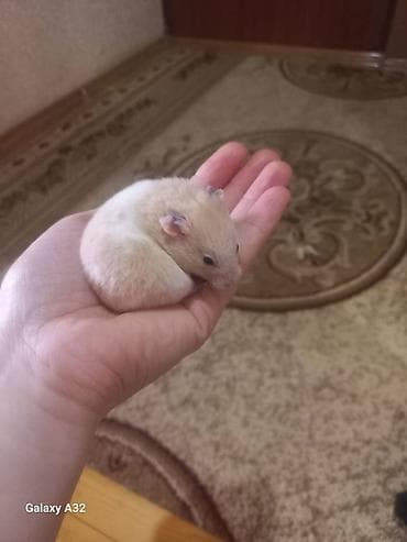 it adlari oglan: Xamyaklar erkek dişi 5azn — 2