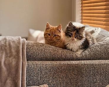 отдам даром котят: Самец, Самка, В добрые руки — 1