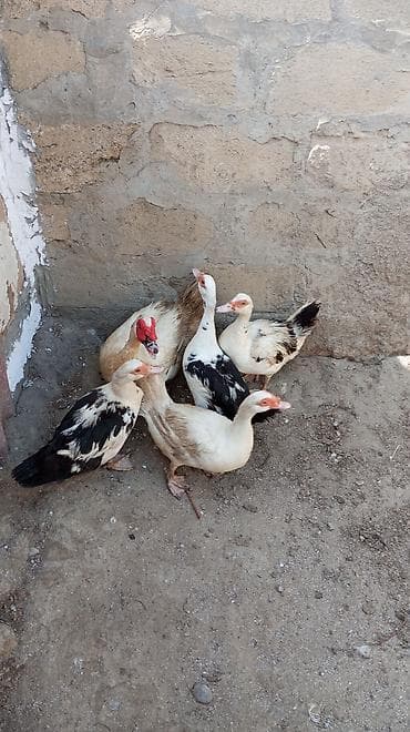 ördək qiyməti: Salam yerli lal ördək lər gündəlik yumurtlayırlar dişi Lər 20 manat — 2