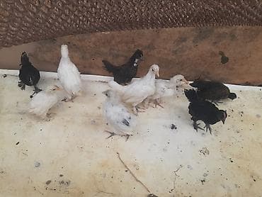 Ağ-qara-bəzəkli hamısıda ayaqları lələkli 2 balaca sort yaponkalar