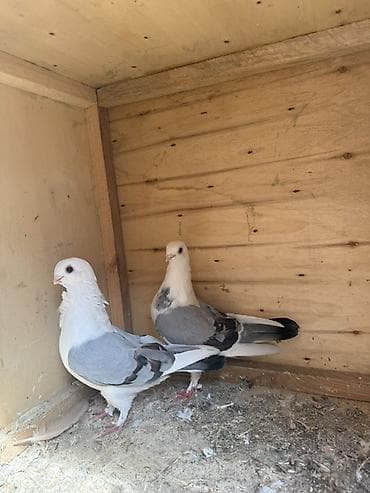 göyərçin pavlin: Bir cüt super mısıri bangolar 
Qiymət sondur çatdırılma yoxdur — 1