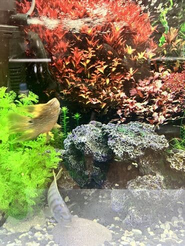 akvarium bitkileri: Dördbucaq akvarium, Balıqlarla birlikdə, 65 l, Ünvandan götürmə — 2