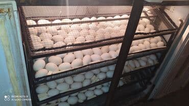 купить измельчитель сена бу: 1100 яиц, Азербайджан, Полностью автоматическая — 5