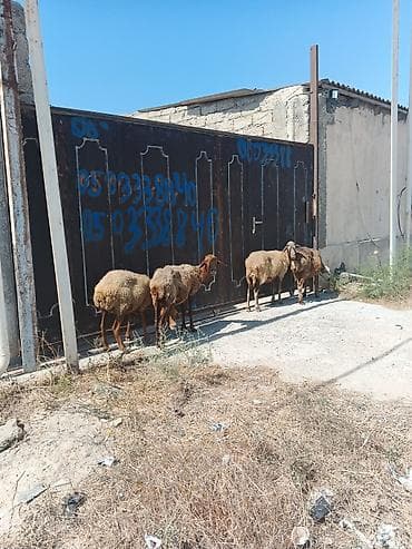 Qoyunlar – yerli cins, südlü-ət tipi - Şəkillərdəki sürüdən ana lalafo.az -da Qoyunlar – yerli cins, südlü-ət tipi - Şəkillərdəki sürüdən ana