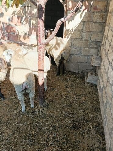 keçi satılır: Qoyun sürüsü satılır Hamısı erkek dir cekisi biri 54 kl o birleri 34 — 3