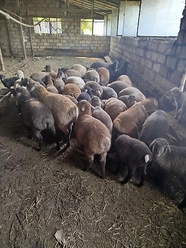 heyvan bazari keci: Qoyun və quzu sürüsü - Sürüdə fərqli rənglərdə (qəhvəyi, boz, qara və — 4