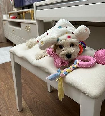 pudel satilir 2020: Pudel, 3 ay, Erkek, Peyvəndli, Pulsuz çatdırılma — 10