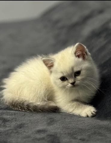 pisiylər: Şinşilla, Dişi, Yaxşı əllərə, Rayonlara çatdırılma — 3