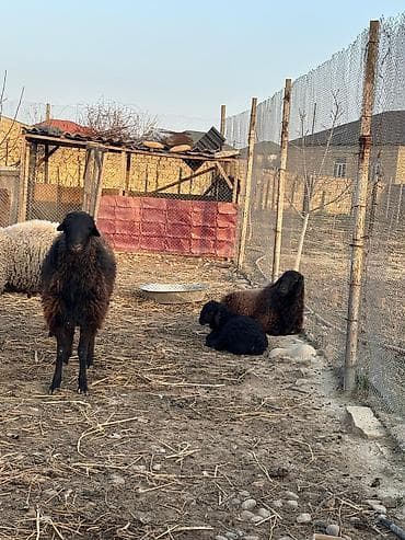 Quşlar: Qiymət razılaşma ilə
1ci 2ci qarın anadılar — 6