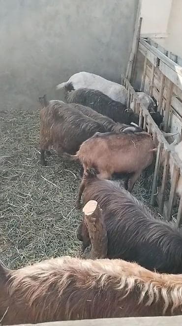 Quba şəhəri. 50 eded Keçilər – yerli südlük/ətlik növ