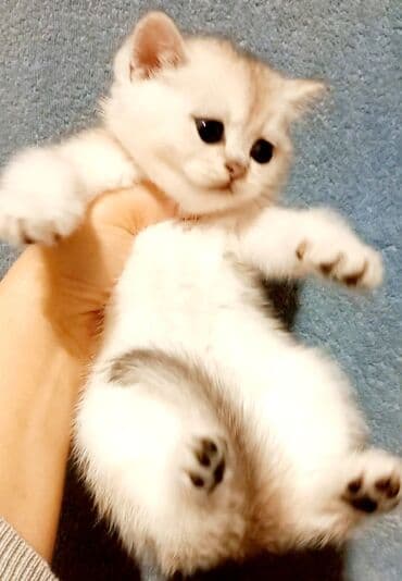 balaca pişiklər: Britan, Erkək, Dişi, Yaxşı əllərə, Ünvandan götürmə — 3