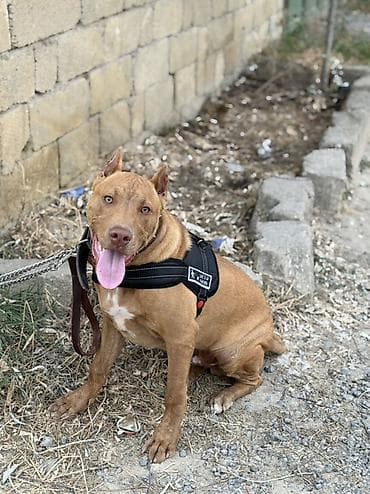 saf qan haski: Pitbul, 6 ay, Erkek, Sənədli — 5