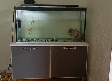 akvarium sumqayit: Akvarium və şkaf dəsti Akvarium: - Ölçülər: uzunluq 1 metr, hündürlük — 2