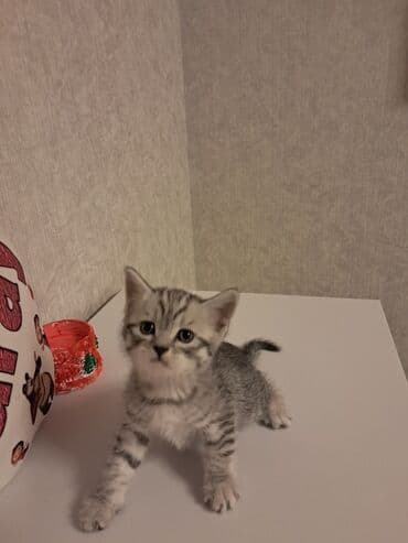 pişiy satışı: Şotland, Erkək, Dişi — 8