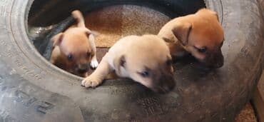 породистые собаки в добрые руки: 2 ay, Erkek, Sənədli, Ünvandan götürmə — 1